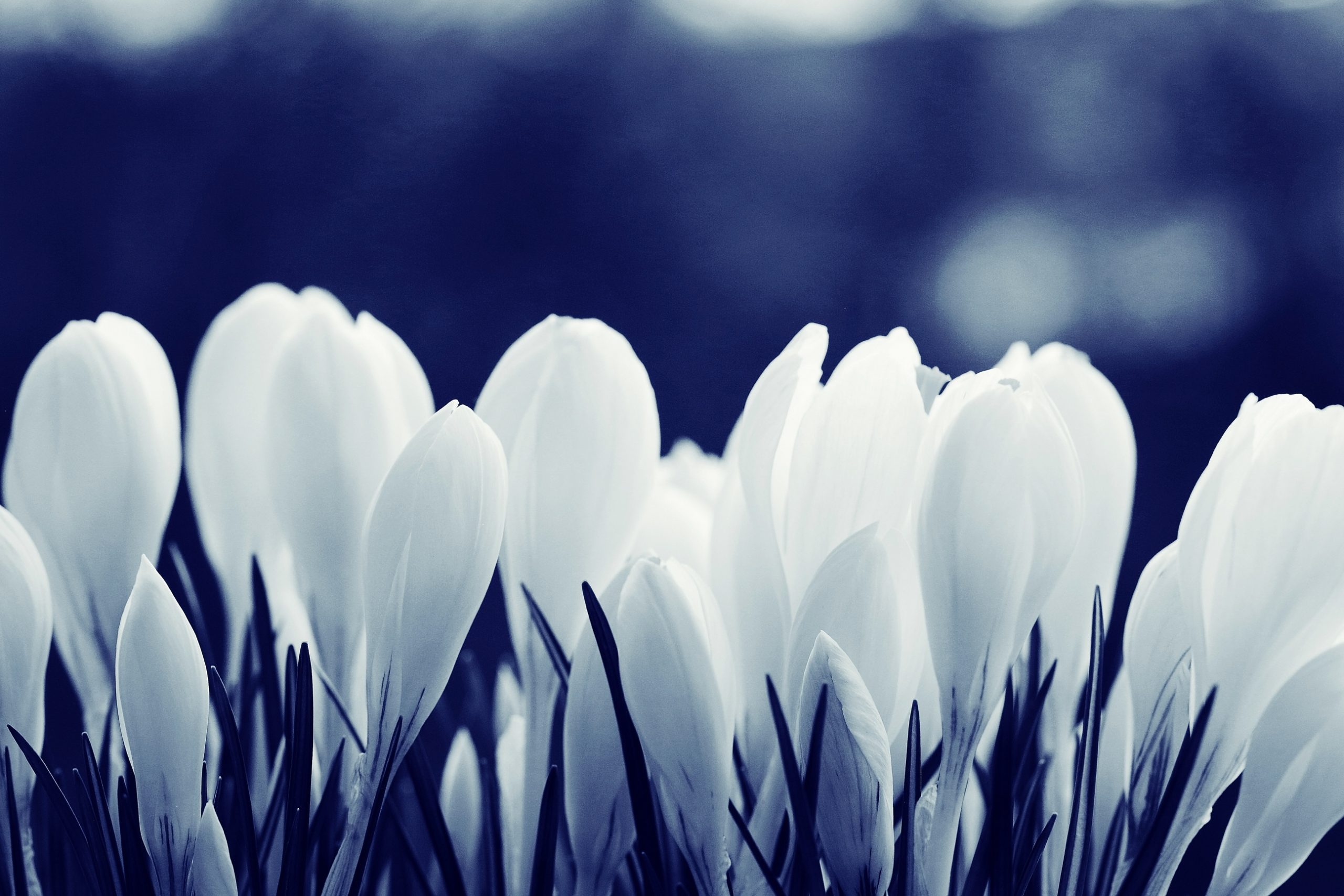 Background of white petals delicate flowers - Custom Wallpaper