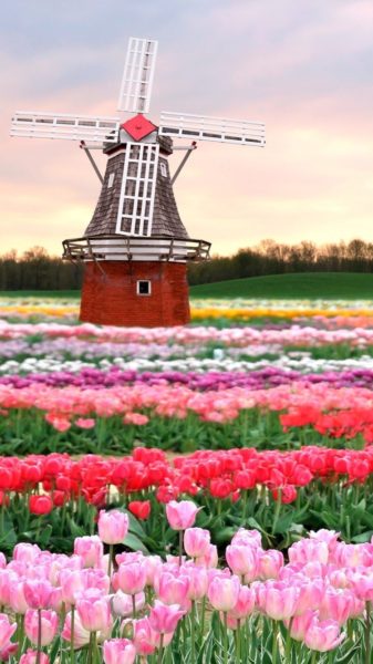 Spring-in-Netherlands-Colorful-Tulip-Fields-iPhone-Wallpaper-750×1334