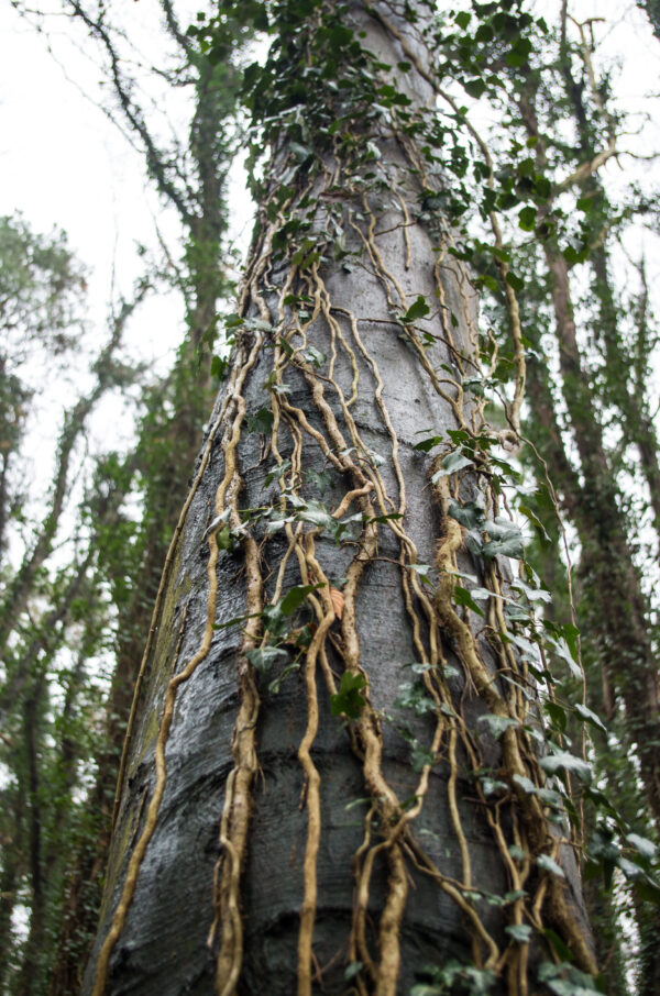 Woody stemmed, self-clinging climber ivy on beech trees.