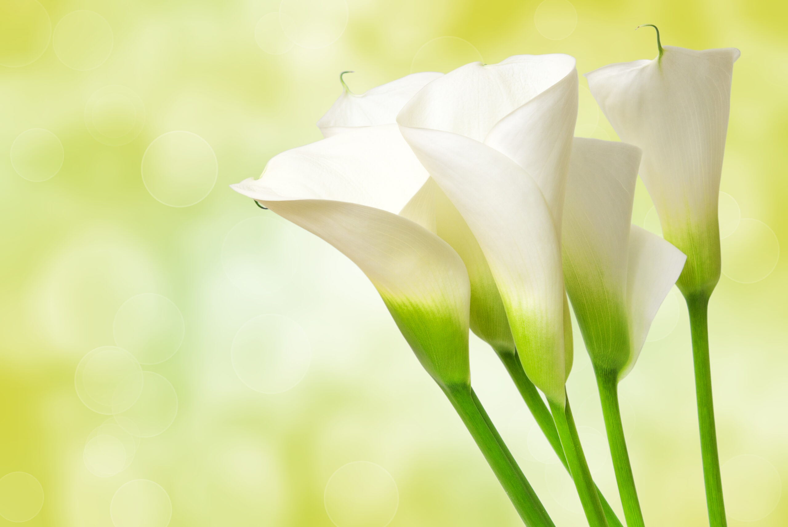 calla lily flower - Custom Wallpaper